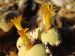 Conophytum calculus